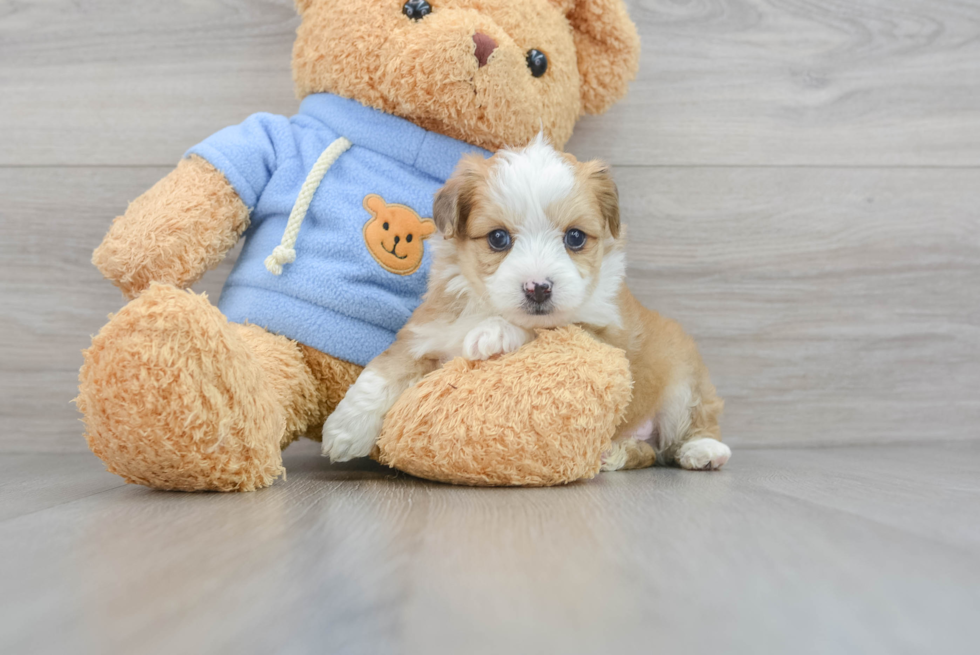 Hypoallergenic Australian Designer Puppy