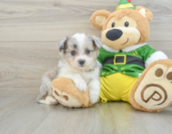 6 week old Aussiechon Puppy For Sale - Florida Fur Babies