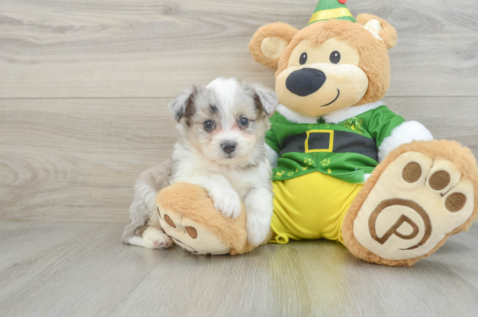 6 week old Aussiechon Puppy For Sale - Florida Fur Babies