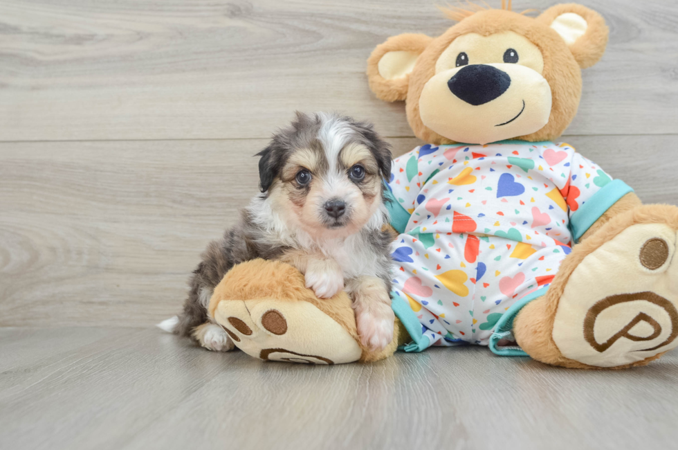 6 week old Aussiechon Puppy For Sale - Florida Fur Babies