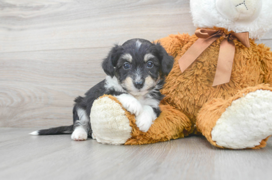 5 week old Aussiechon Puppy For Sale - Florida Fur Babies