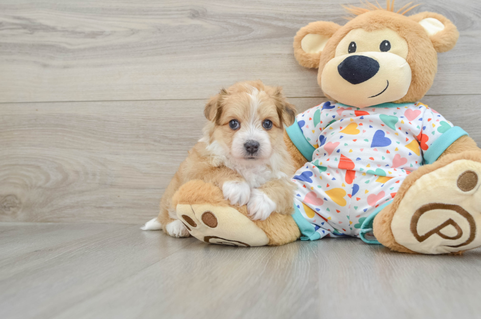 6 week old Aussiechon Puppy For Sale - Florida Fur Babies