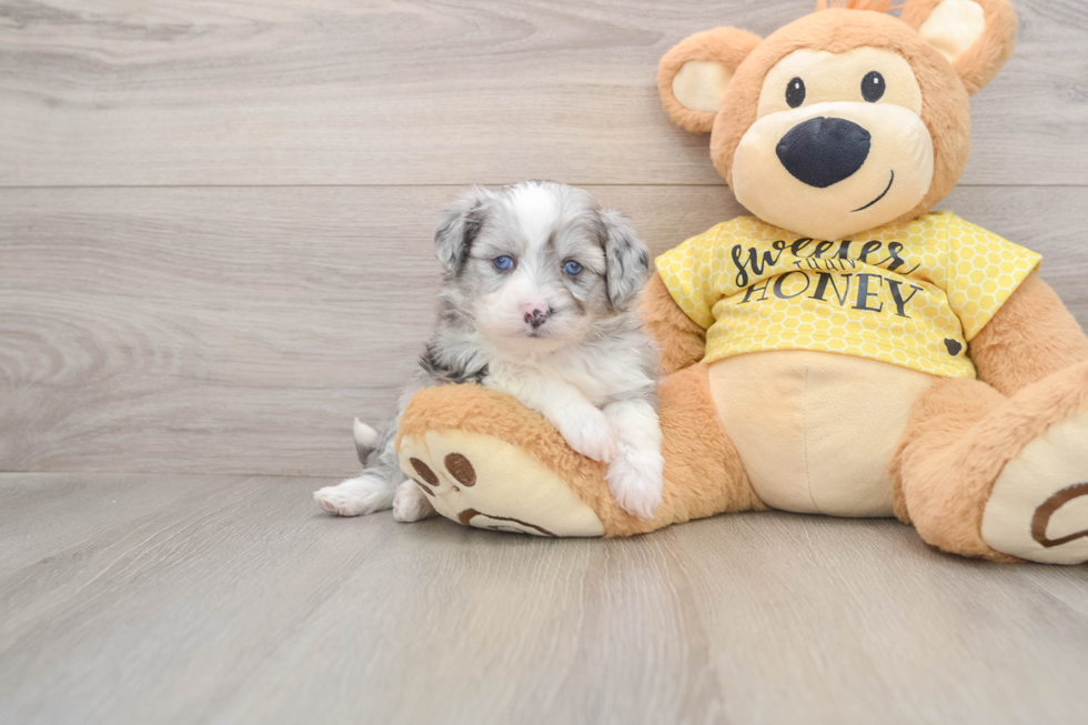 Funny Aussiechon Designer Pup