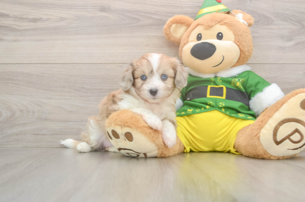5 week old Aussiechon Puppy For Sale - Florida Fur Babies