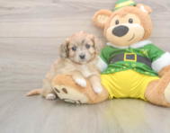 6 week old Aussiechon Puppy For Sale - Florida Fur Babies