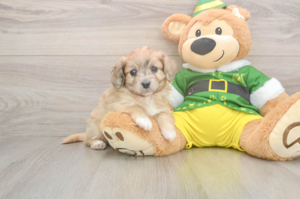 5 week old Aussiechon Puppy For Sale - Florida Fur Babies