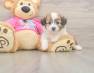 6 week old Aussiechon Puppy For Sale - Florida Fur Babies