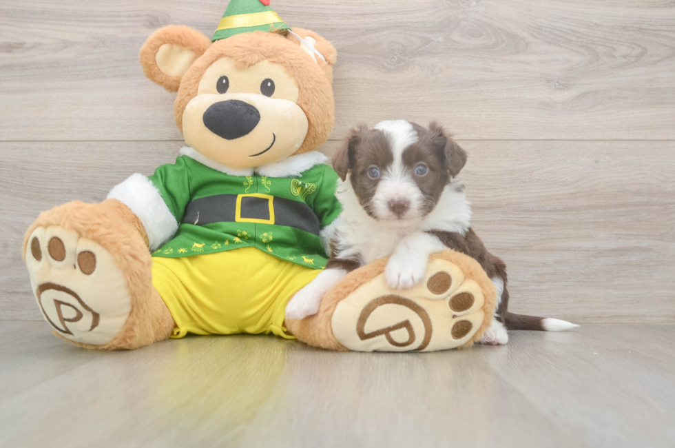 5 week old Aussiechon Puppy For Sale - Florida Fur Babies