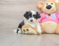 6 week old Aussiechon Puppy For Sale - Florida Fur Babies
