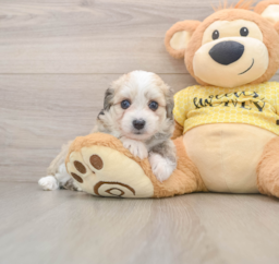 6 week old Aussiechon Puppy For Sale - Florida Fur Babies