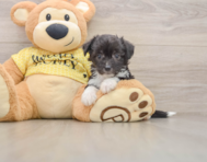 8 week old Aussiechon Puppy For Sale - Florida Fur Babies
