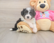 6 week old Aussiechon Puppy For Sale - Florida Fur Babies