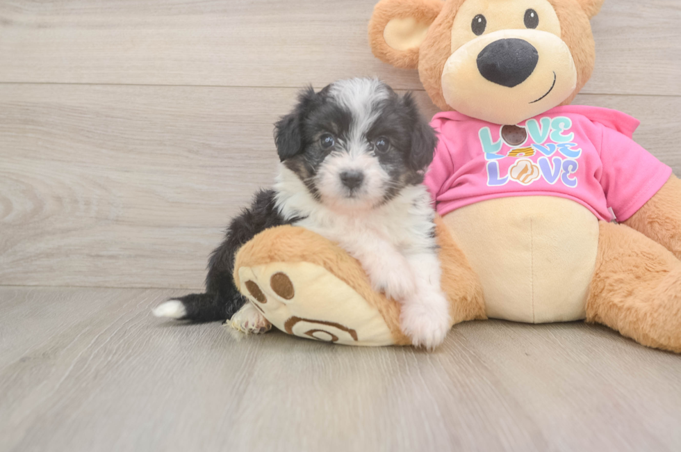 7 week old Aussiechon Puppy For Sale - Florida Fur Babies
