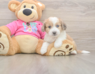6 week old Aussiechon Puppy For Sale - Florida Fur Babies