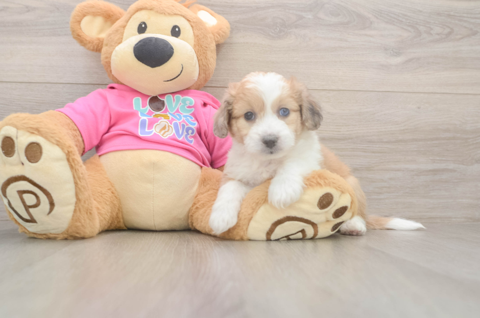 6 week old Aussiechon Puppy For Sale - Florida Fur Babies