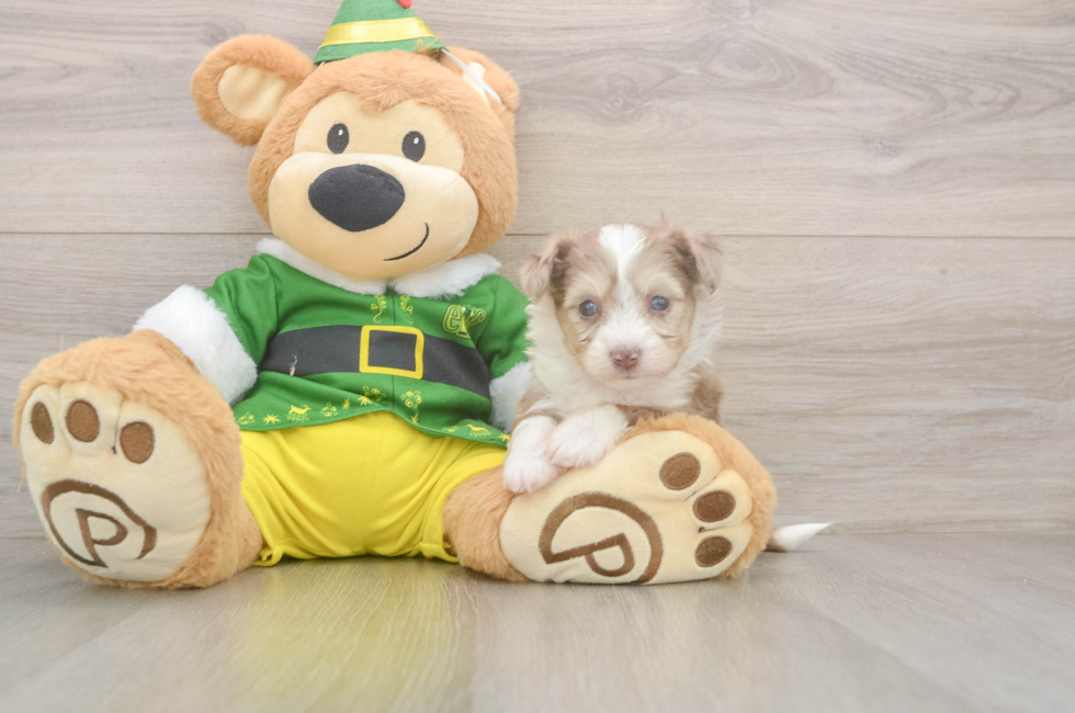 5 week old Aussiechon Puppy For Sale - Florida Fur Babies