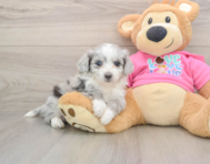 6 week old Aussiechon Puppy For Sale - Florida Fur Babies