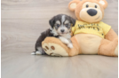 Aussiechon Pup Being Cute