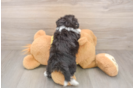 Petite Aussiechon Designer Pup