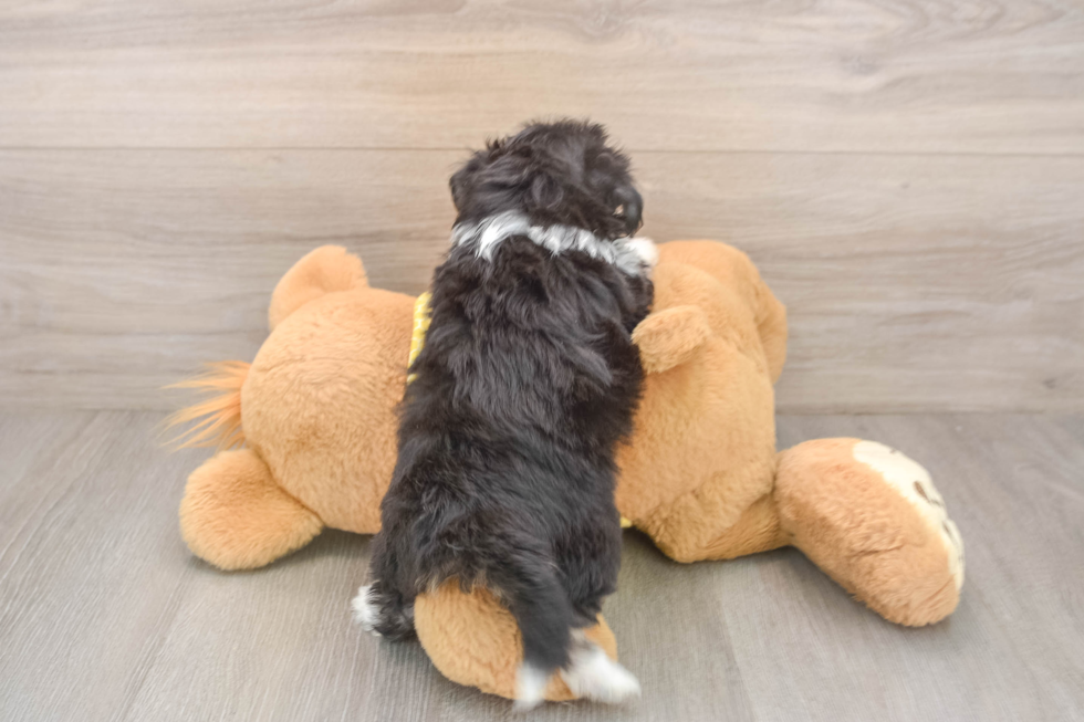 Petite Aussiechon Designer Pup