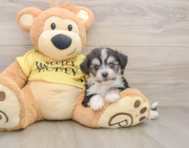 8 week old Aussiechon Puppy For Sale - Florida Fur Babies