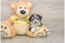 Best Aussiechon Baby