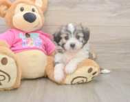 6 week old Aussiechon Puppy For Sale - Florida Fur Babies