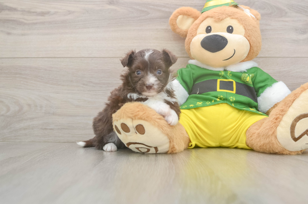 5 week old Aussiechon Puppy For Sale - Florida Fur Babies