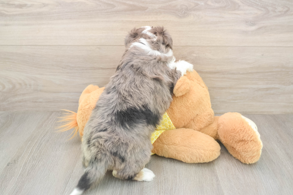 Aussiechon Puppy for Adoption