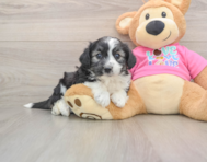 6 week old Aussiechon Puppy For Sale - Florida Fur Babies