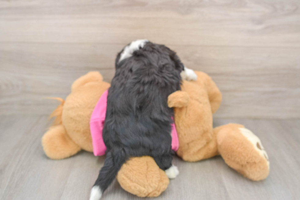 Happy Aussiechon Baby