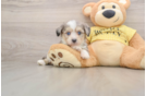 Energetic Aussie Bichon Designer Puppy