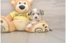 Adorable Aussie Bichon Designer Puppy