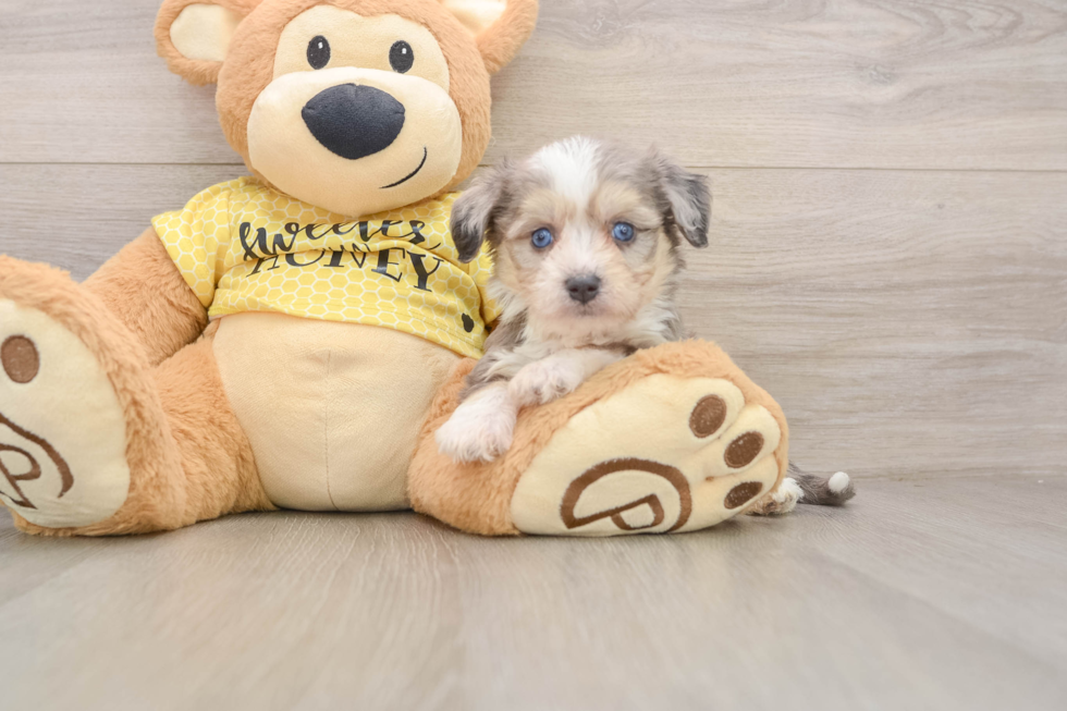 Adorable Aussie Bichon Designer Puppy