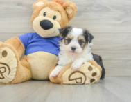 9 week old Aussiechon Puppy For Sale - Florida Fur Babies