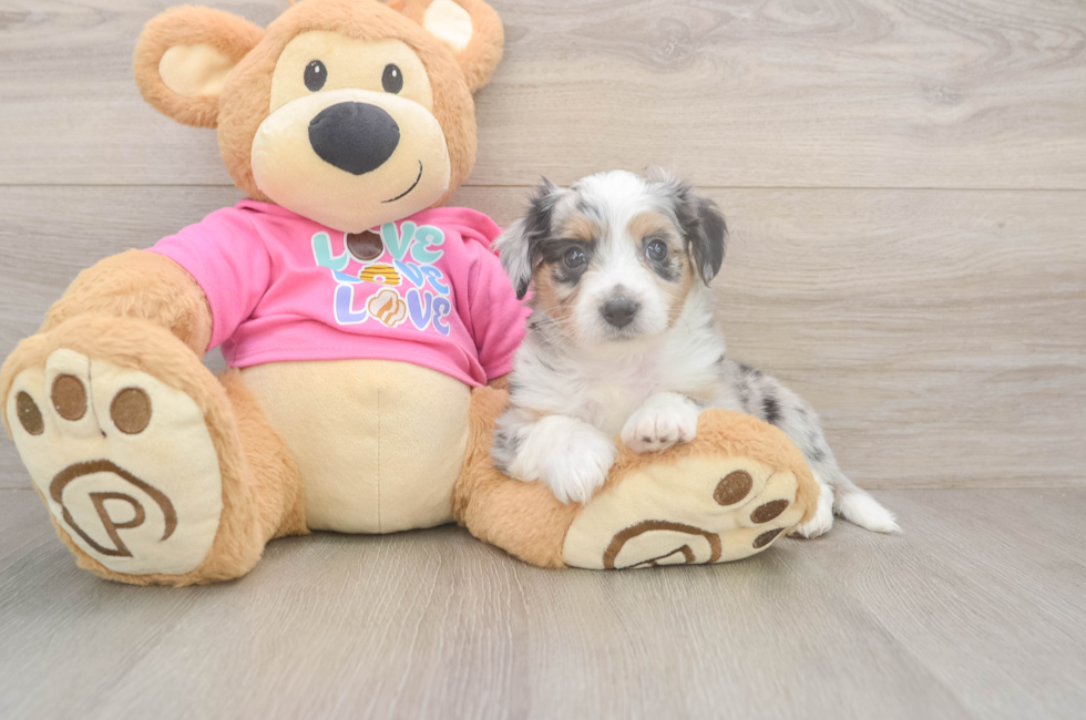 6 week old Aussiechon Puppy For Sale - Florida Fur Babies