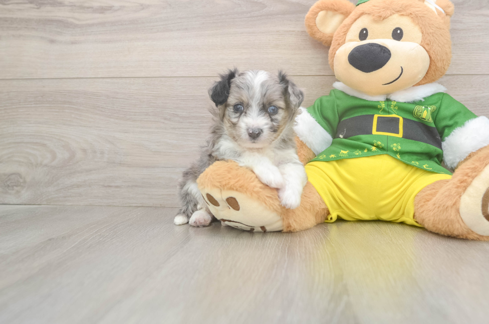 5 week old Aussiechon Puppy For Sale - Florida Fur Babies