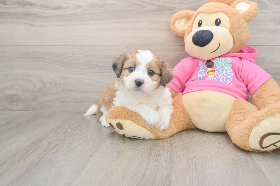 Hypoallergenic Aussie Bichon Designer Puppy
