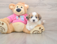 5 week old Aussiechon Puppy For Sale - Florida Fur Babies