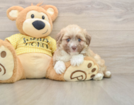 6 week old Aussiechon Puppy For Sale - Florida Fur Babies