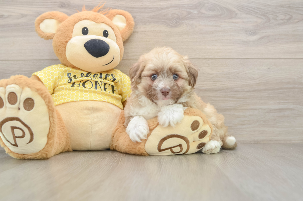 Friendly Aussiechon Baby