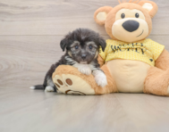 7 week old Aussiechon Puppy For Sale - Florida Fur Babies