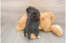Aussiechon Pup Being Cute
