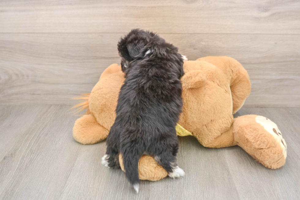 Aussiechon Pup Being Cute