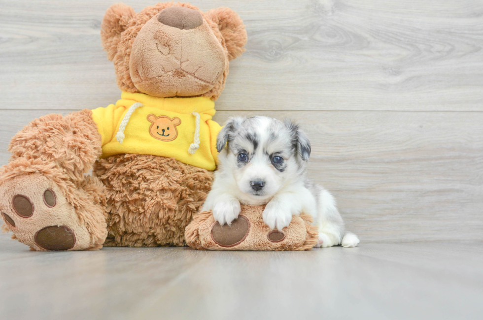 5 week old Aussiechon Puppy For Sale - Florida Fur Babies