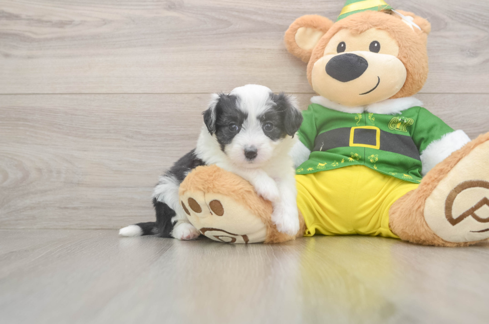 5 week old Aussiechon Puppy For Sale - Florida Fur Babies