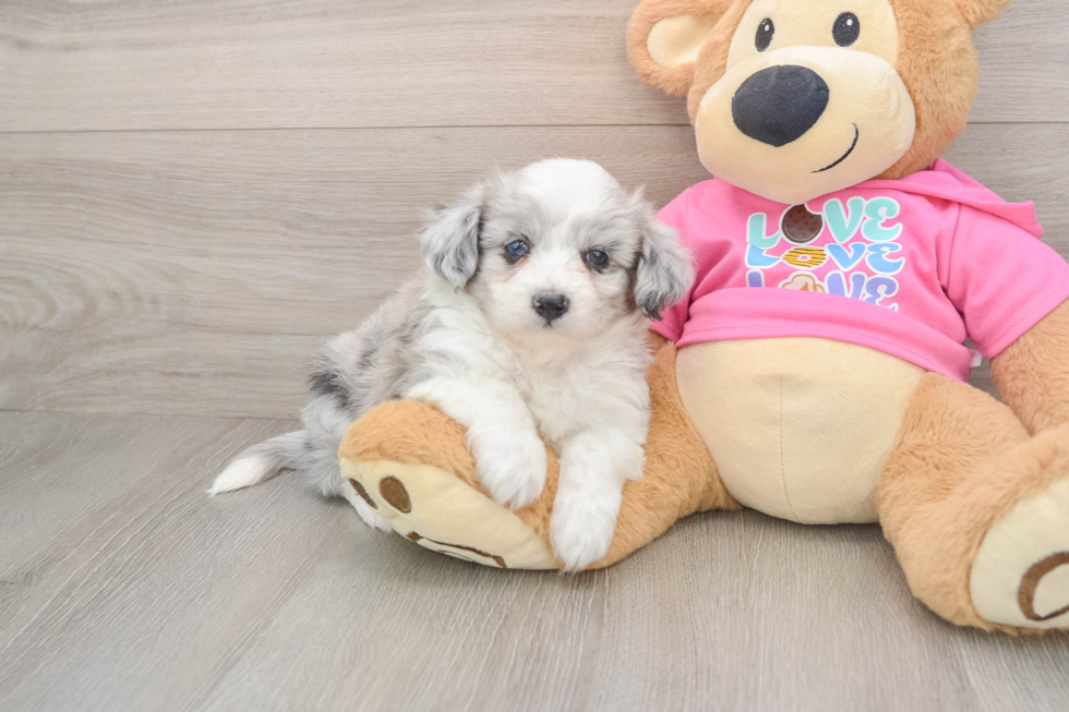 Best Aussiechon Baby