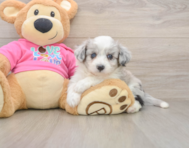 6 week old Aussiechon Puppy For Sale - Florida Fur Babies
