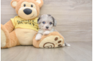 Little Aussie Bichon Designer Puppy