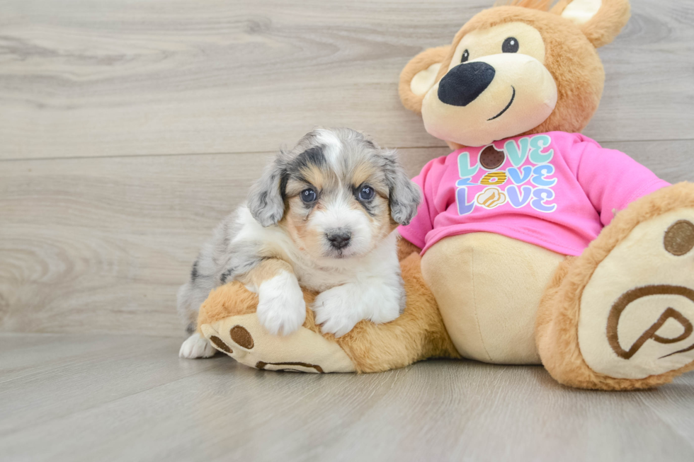 Aussiechon Pup Being Cute